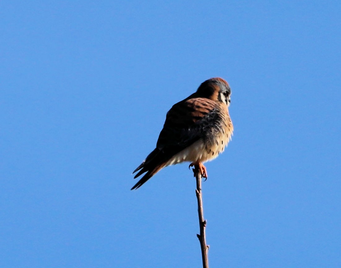 American Kestrel - ML647375527