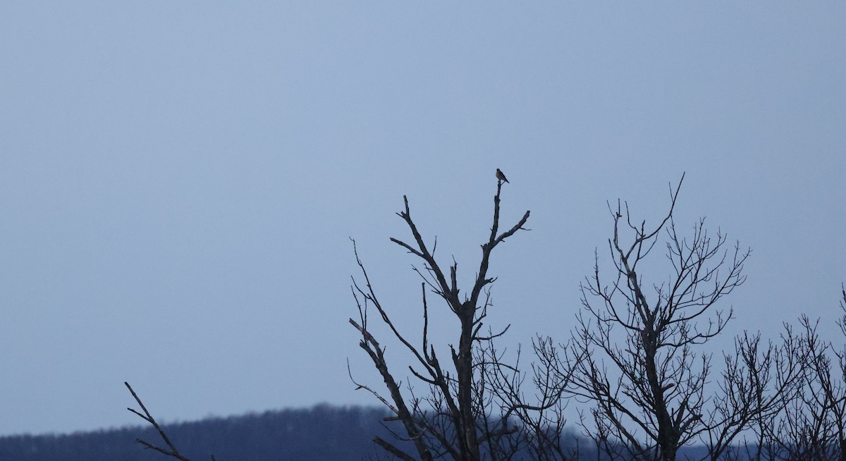 Merlin - ML647375528