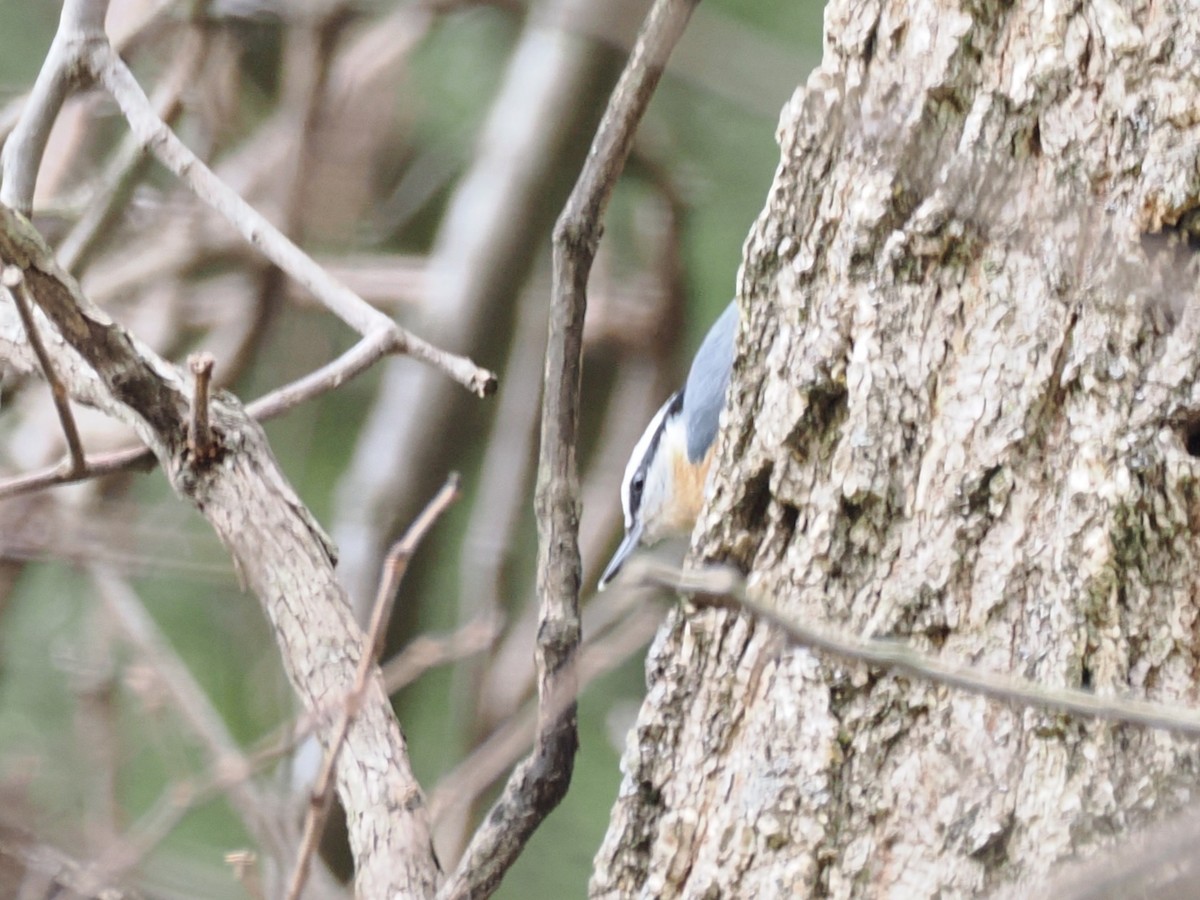 Red-breasted Nuthatch - ML647375536