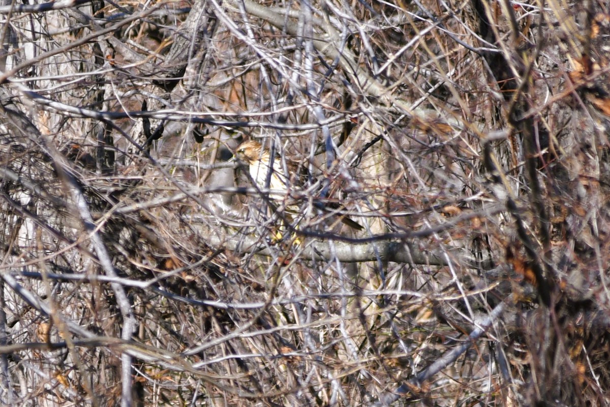 Red-shouldered Hawk - ML647375537