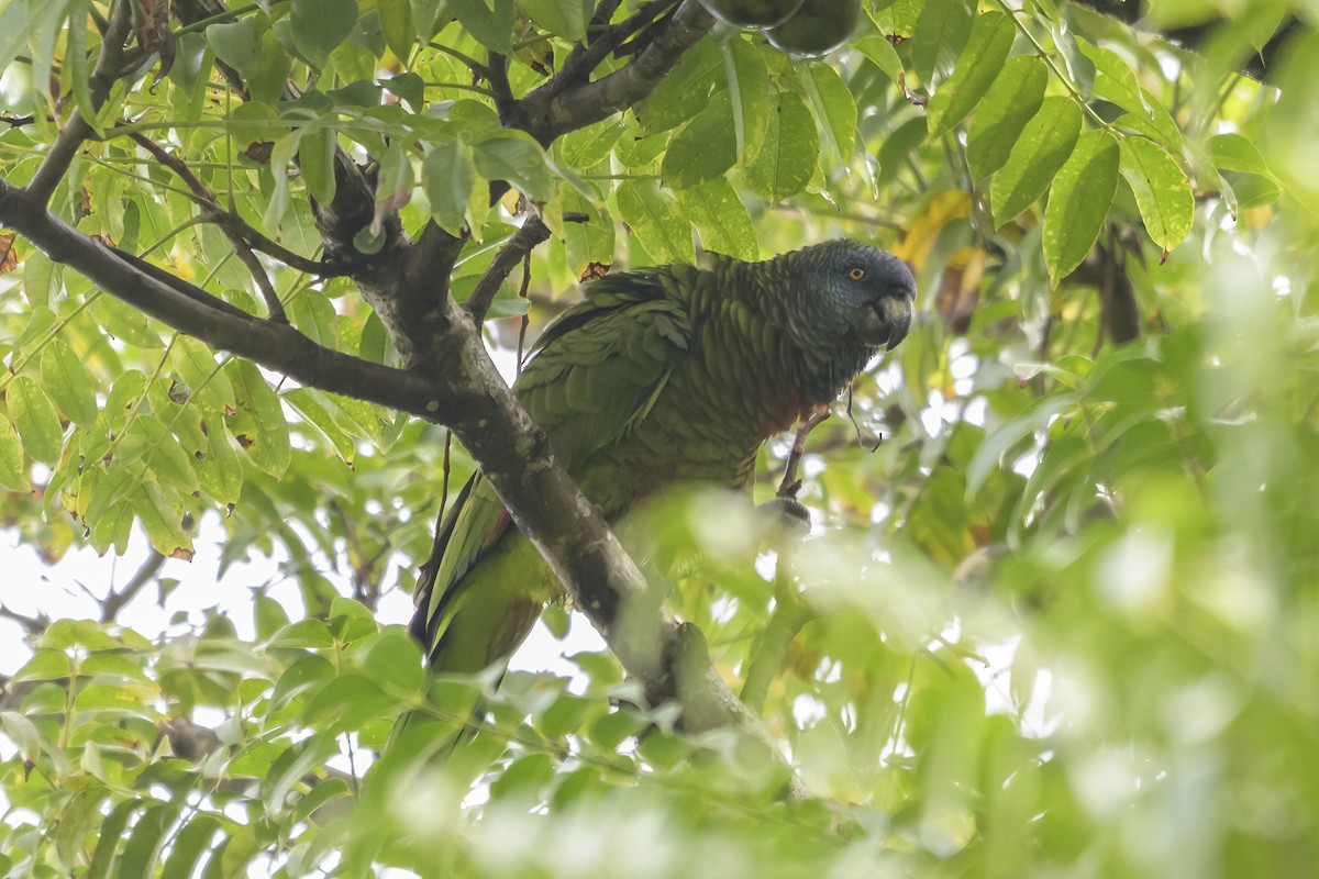 St. Lucia Amazon - ML647375538