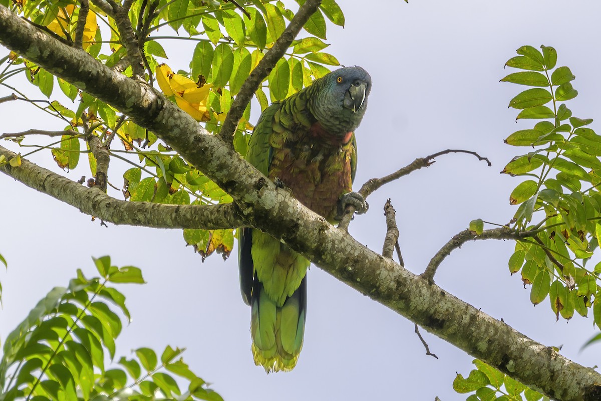 St. Lucia Amazon - ML647375539