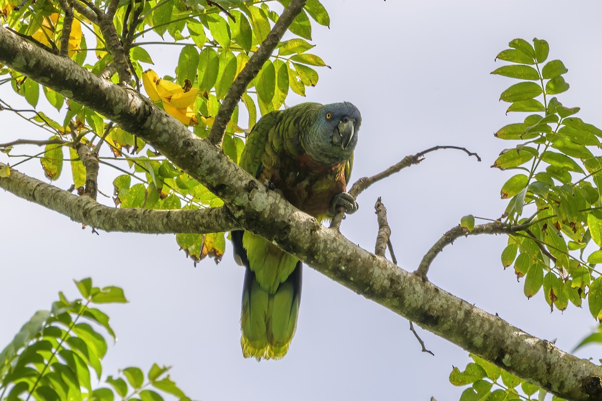 St. Lucia Amazon - ML647375540
