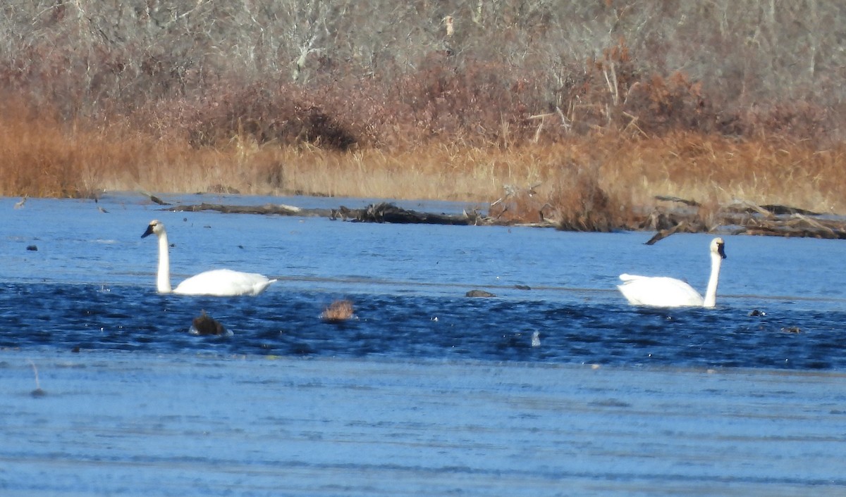Tundra Swan - ML647375541