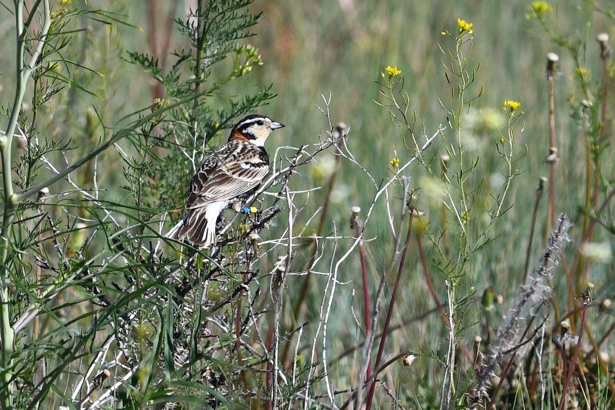 Chestnut-collared Longspur - ML647375542