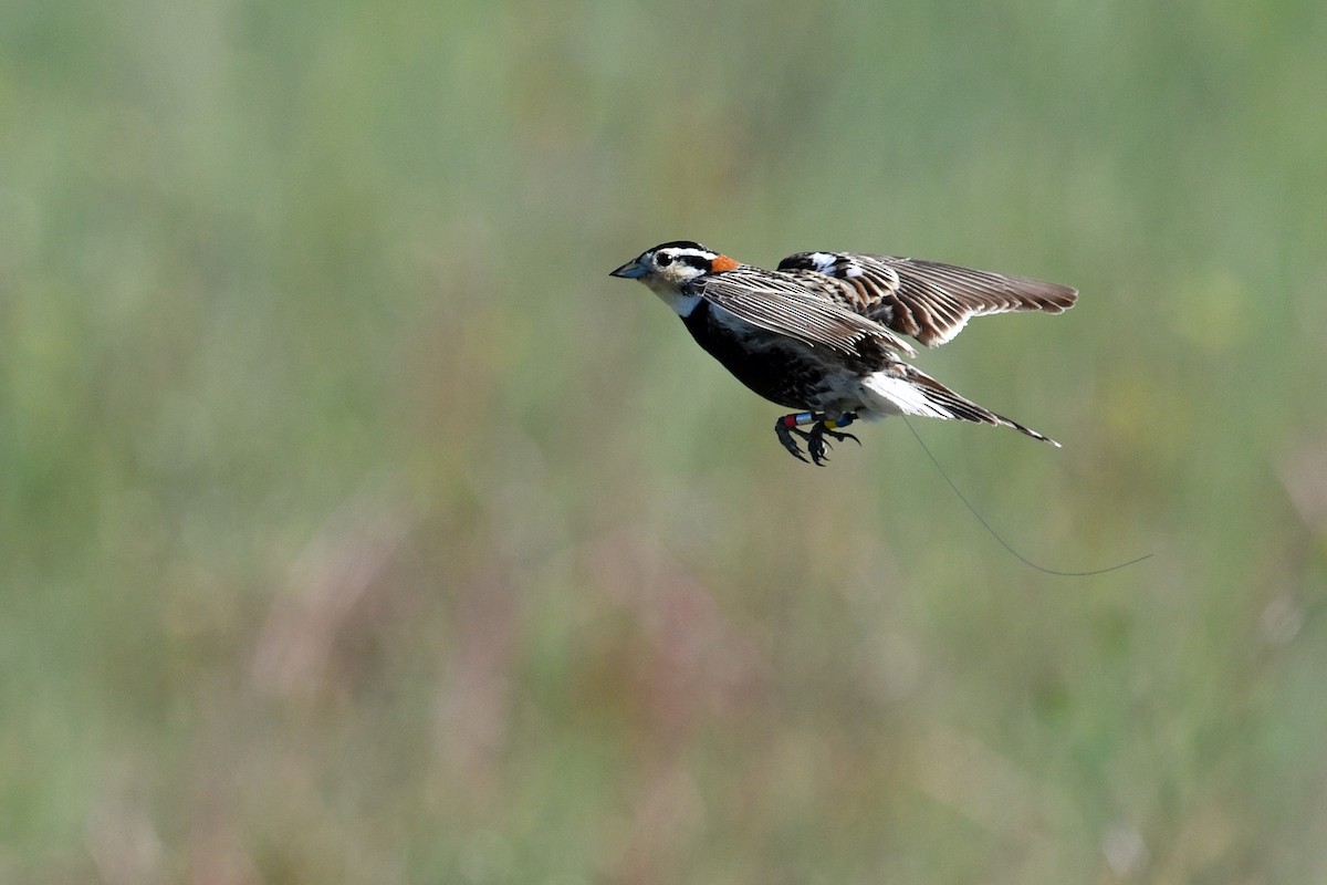 Chestnut-collared Longspur - ML647375544