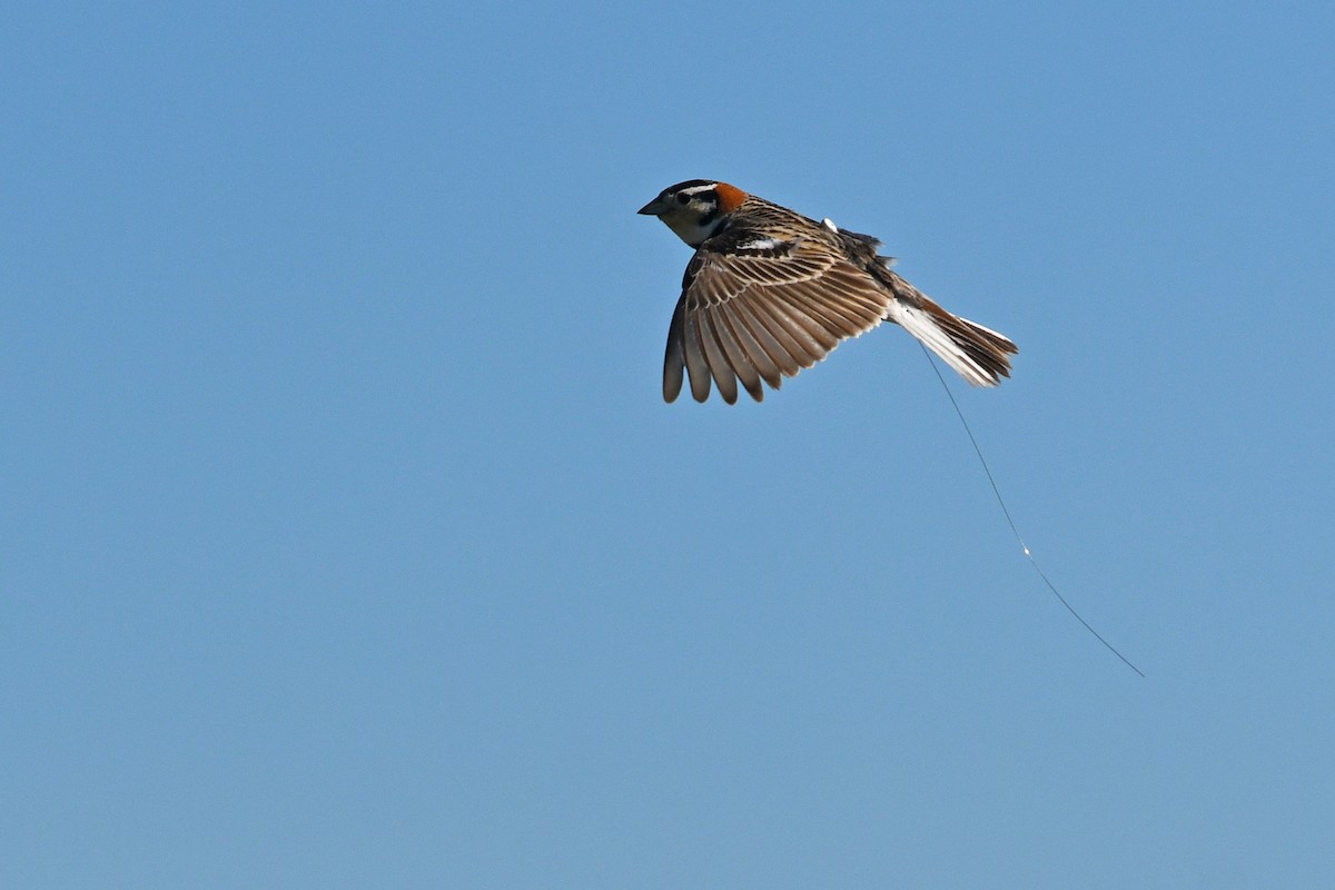 Chestnut-collared Longspur - ML647375545