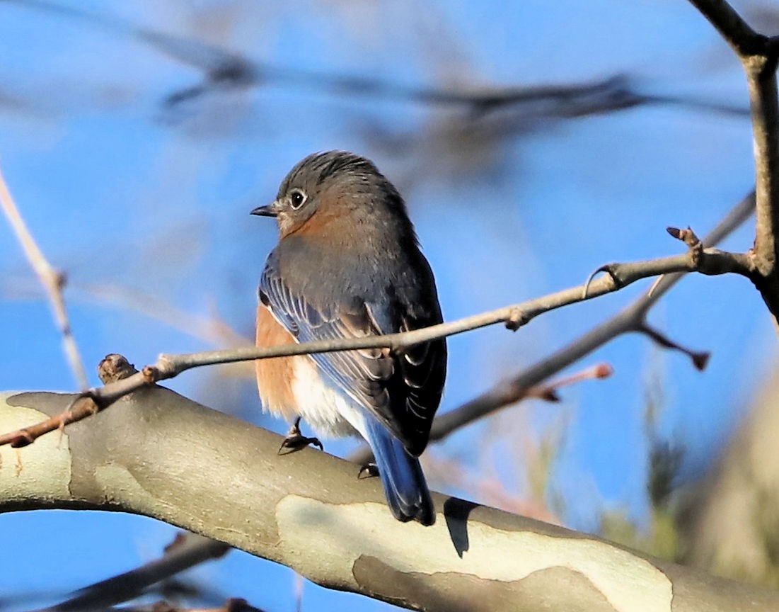 Eastern Bluebird - ML647375548