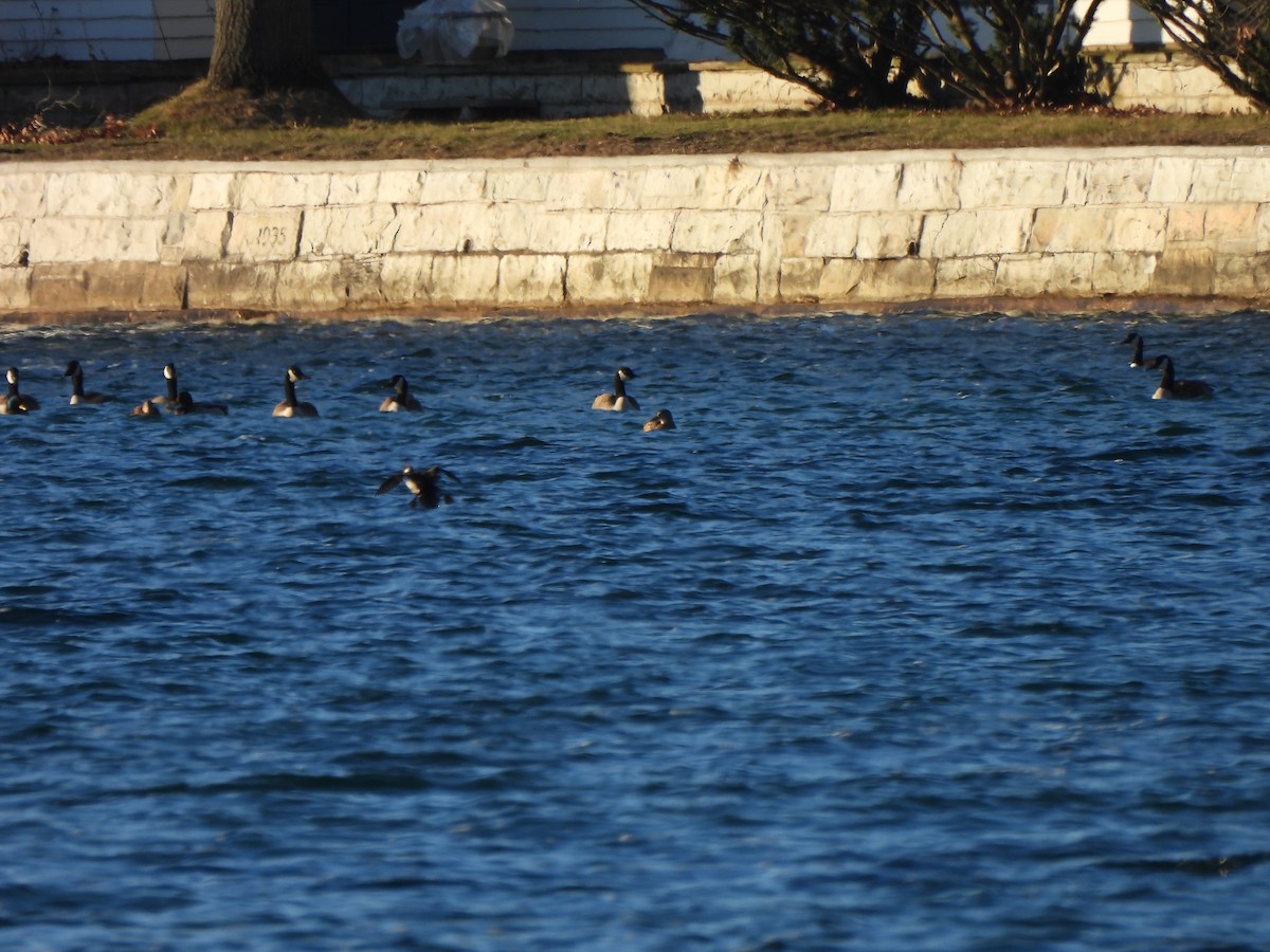 Canada Goose - ML647375549
