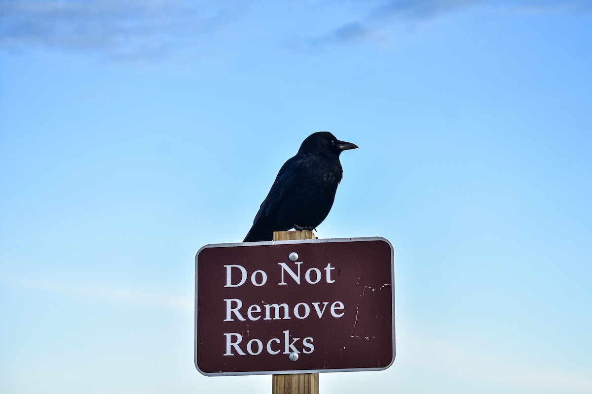 American Crow - ML647375550