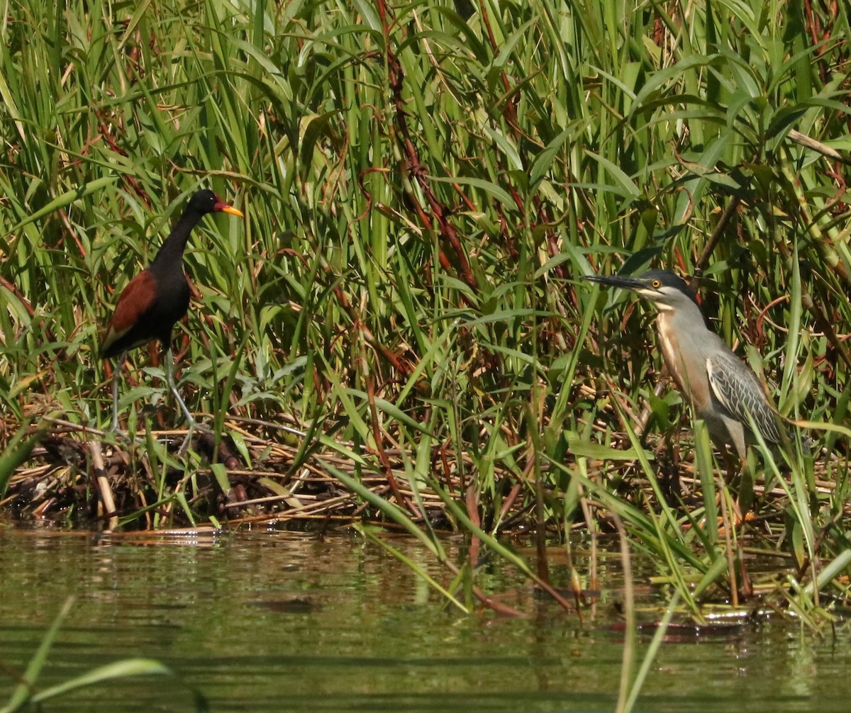 Striated Heron - ML647375551