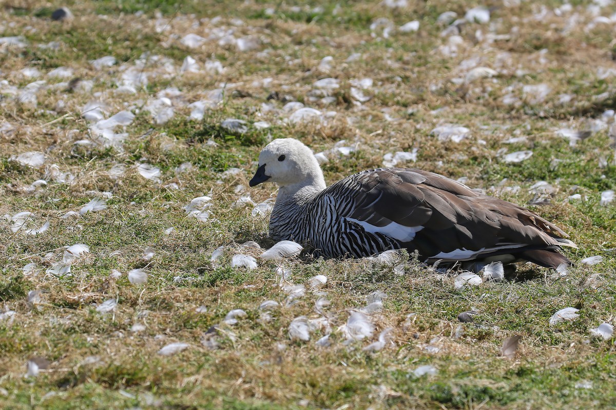 Upland Goose - ML647375552