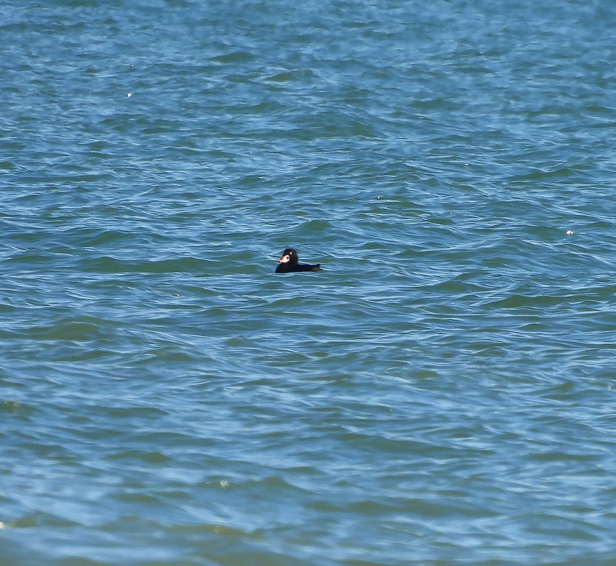 Surf Scoter - ML647375563
