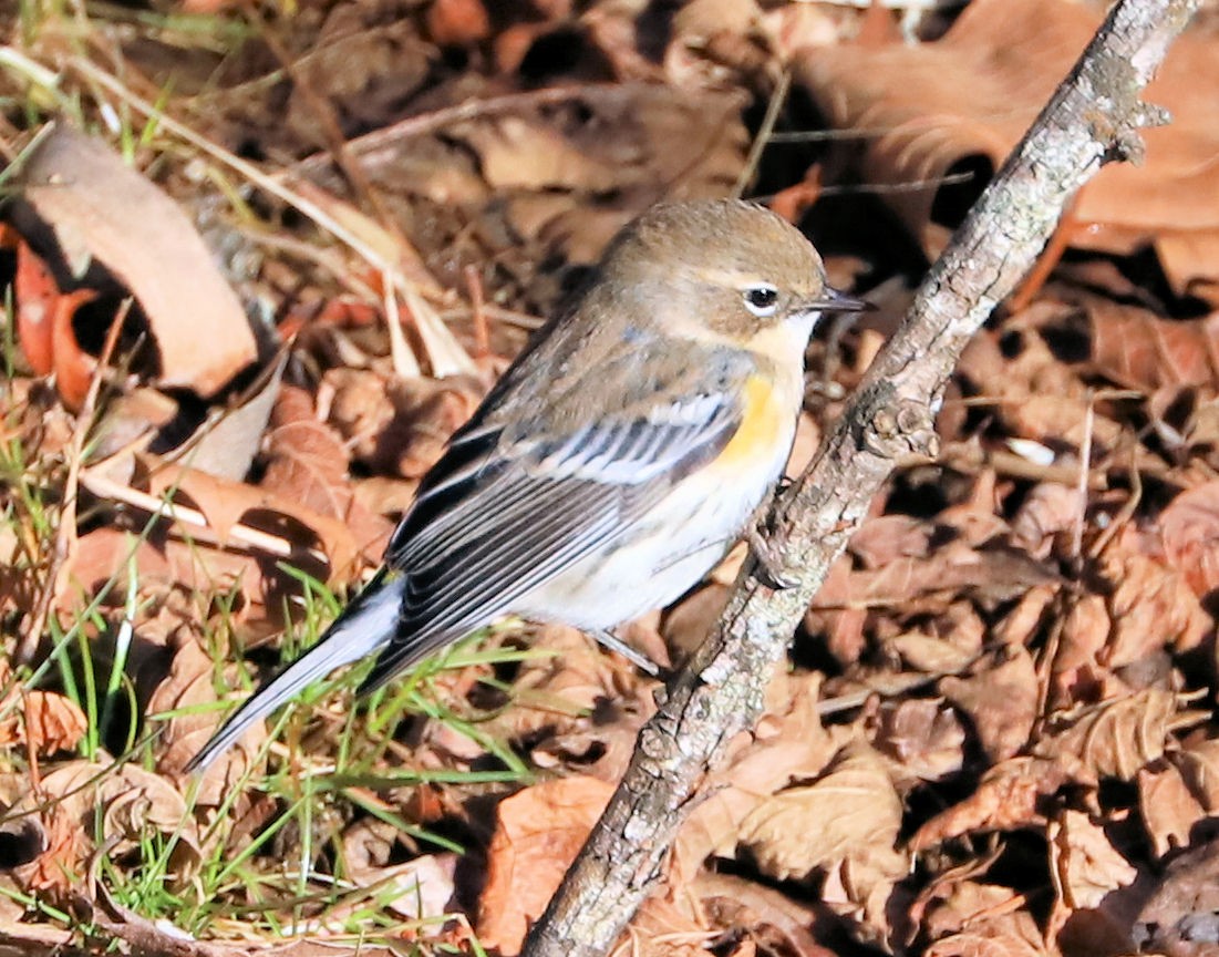 Yellow-rumped Warbler - ML647375564