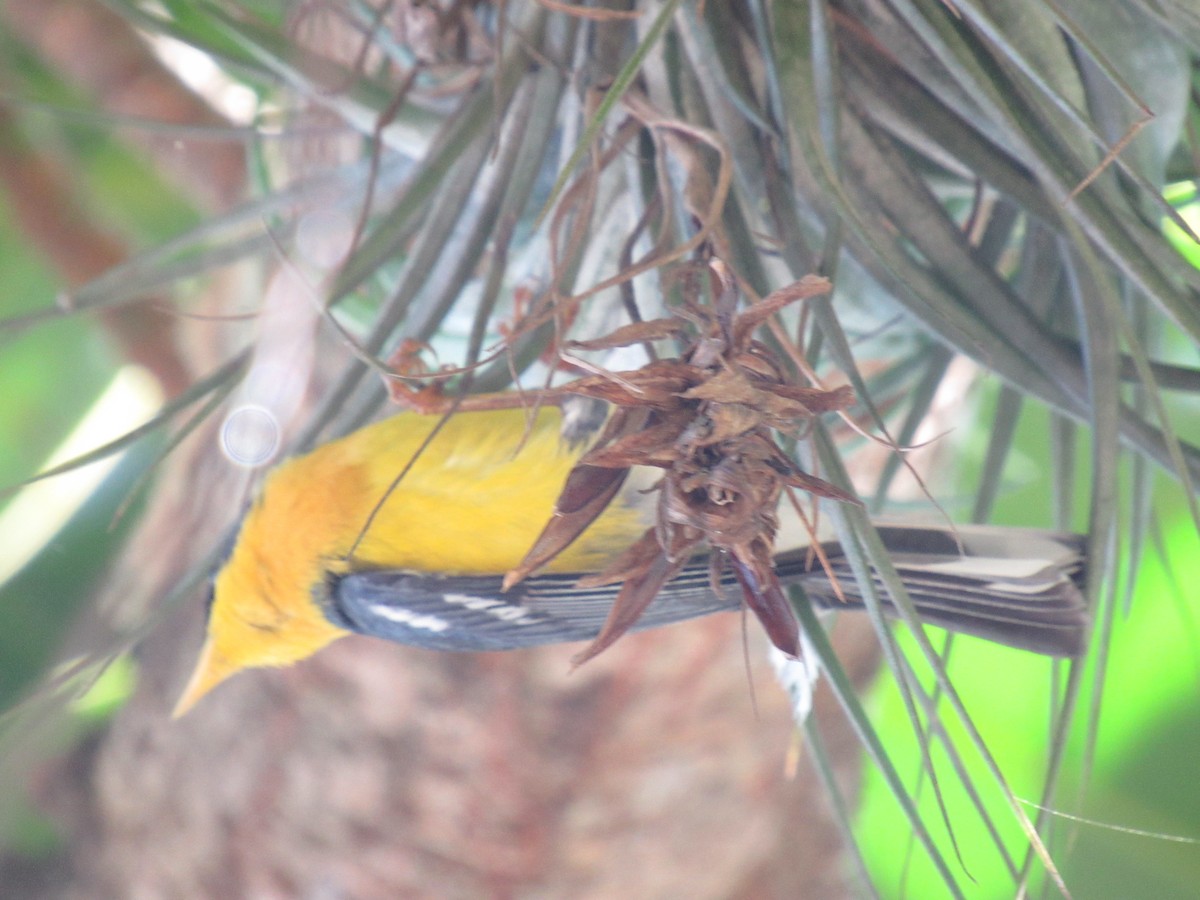 Tropical Parula - ML647375566