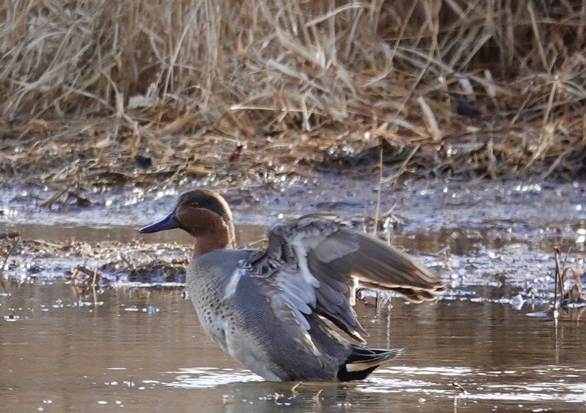 小水鴨 - ML647375568