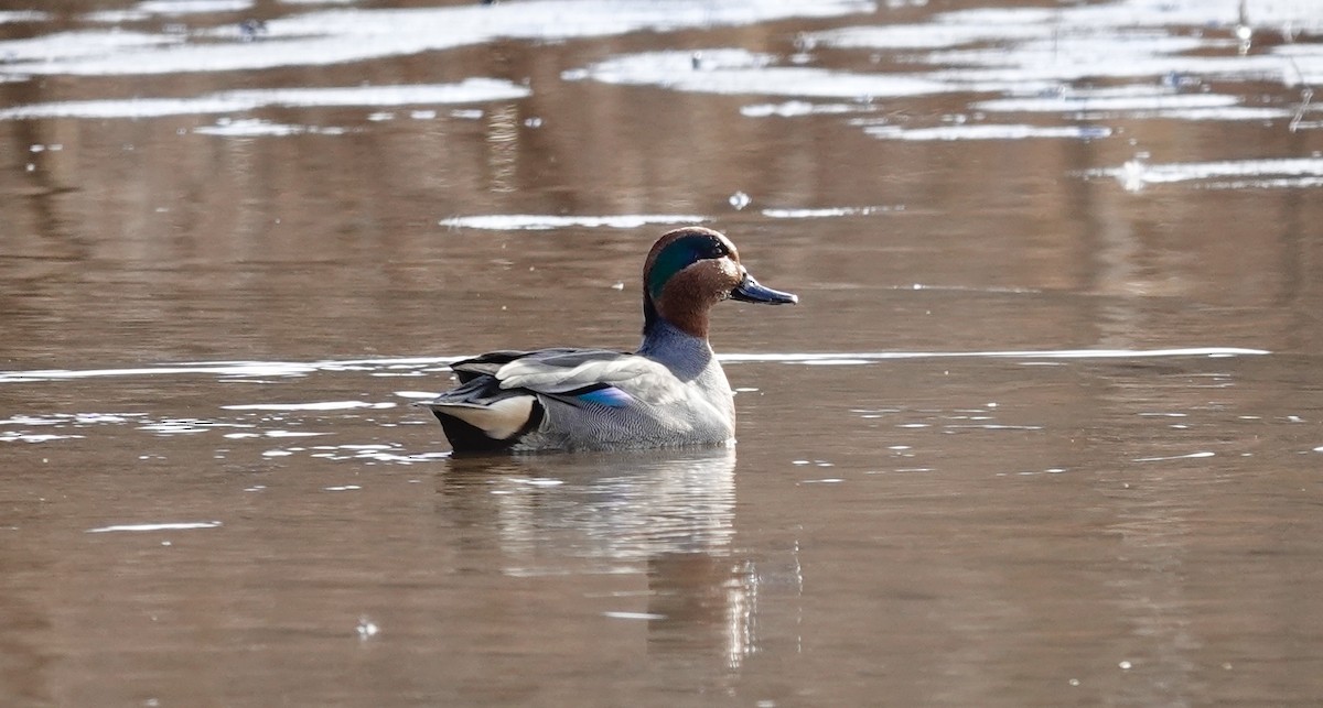 小水鴨 - ML647375569