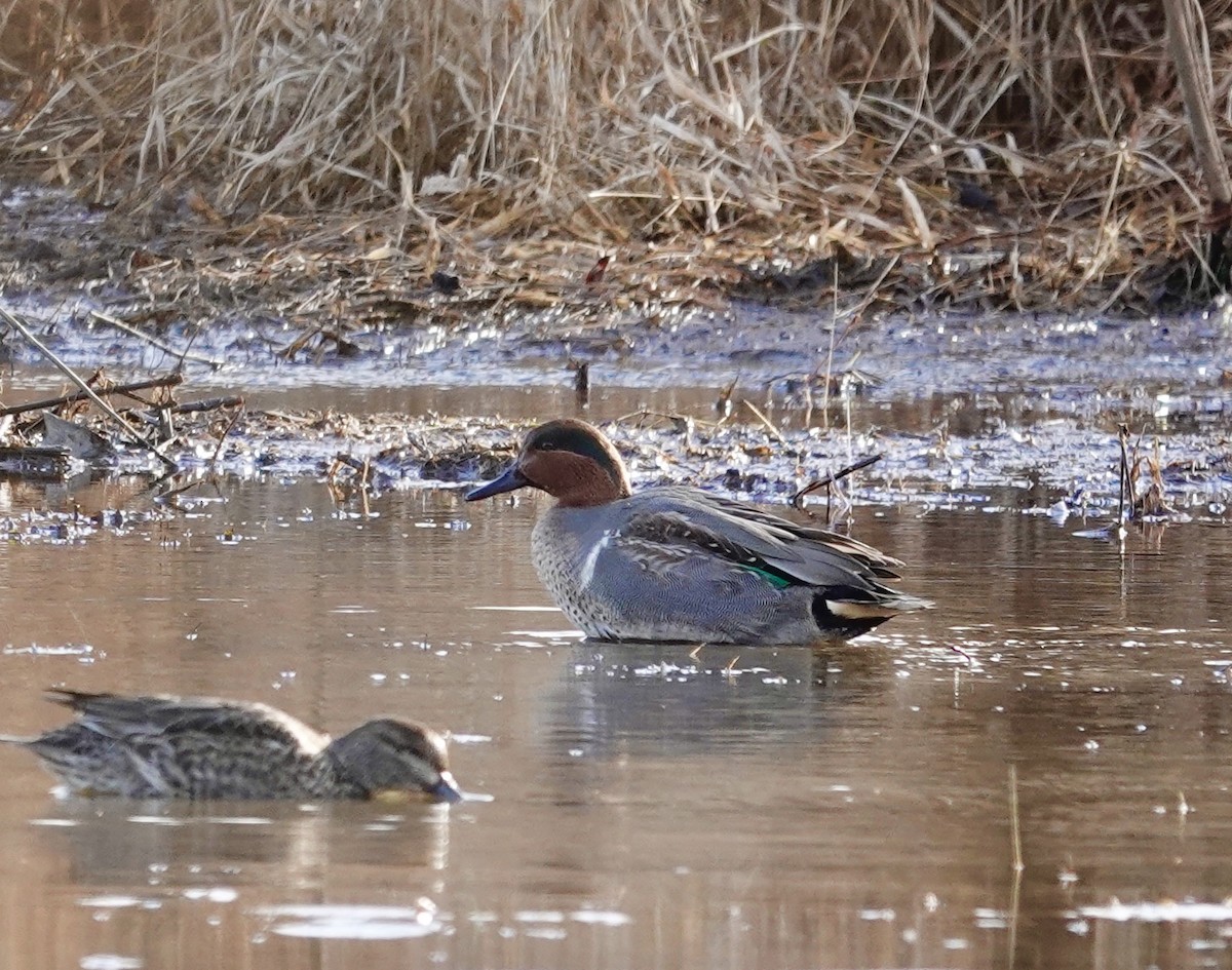 小水鴨 - ML647375570