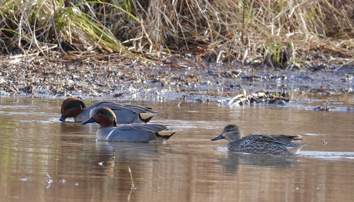 小水鴨 - ML647375571