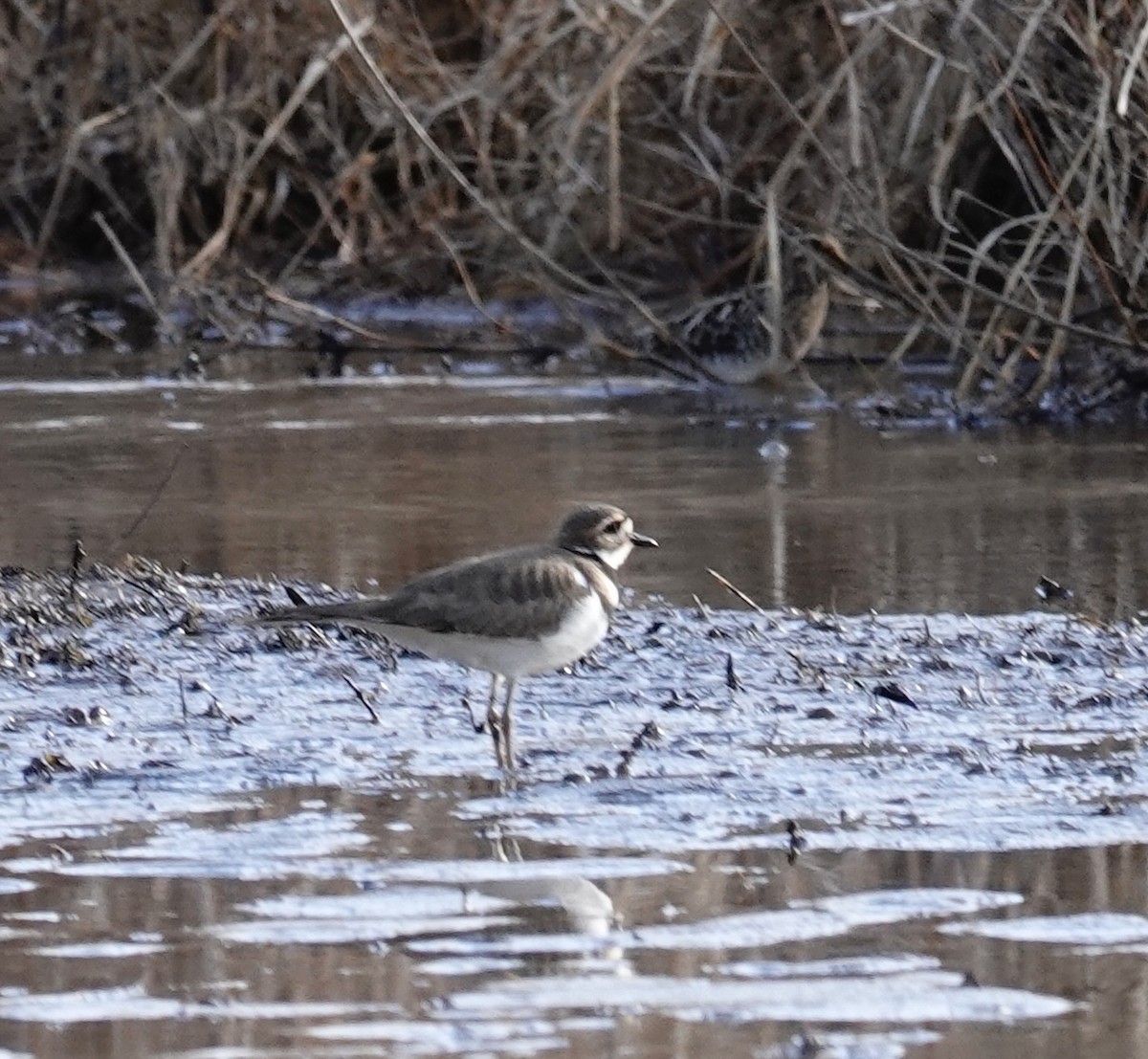 Killdeer - ML647375580