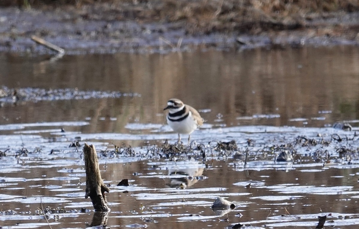 Killdeer - ML647375581