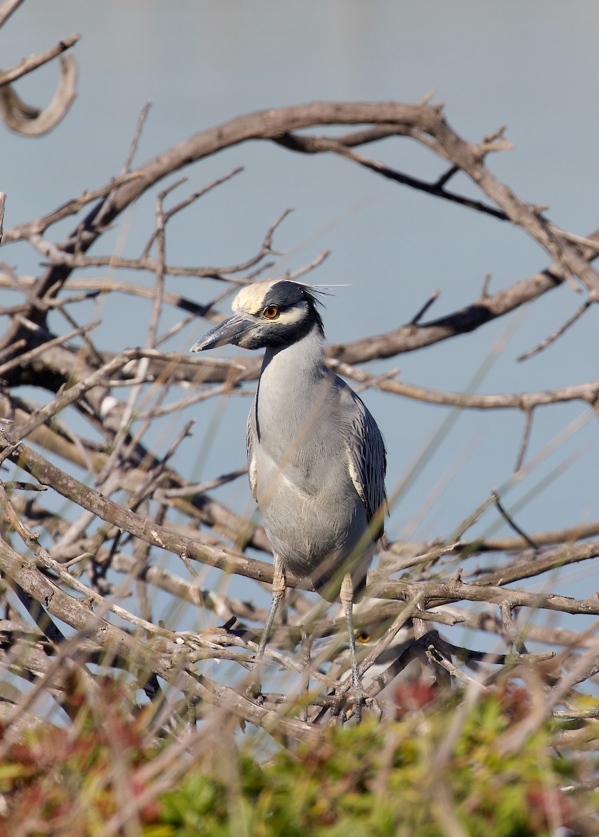 Sarı Tepeli Gece Balıkçılı - ML647375583