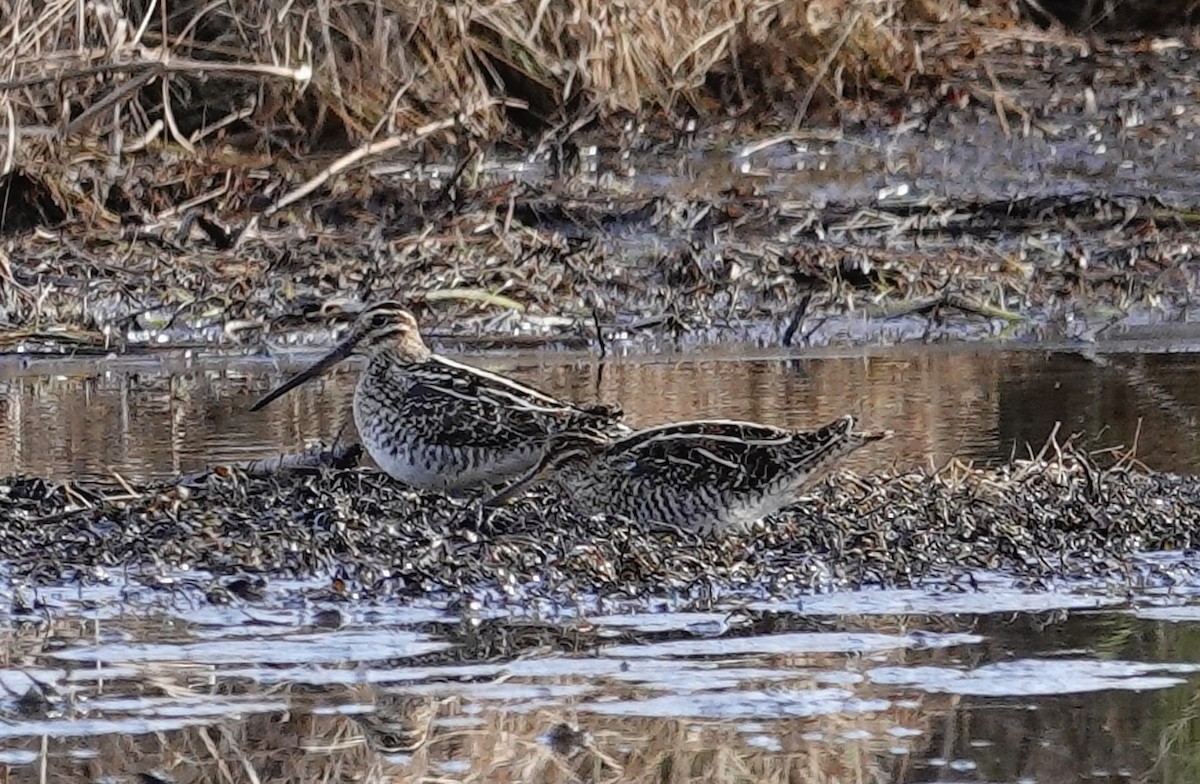 Wilson's Snipe - ML647375591