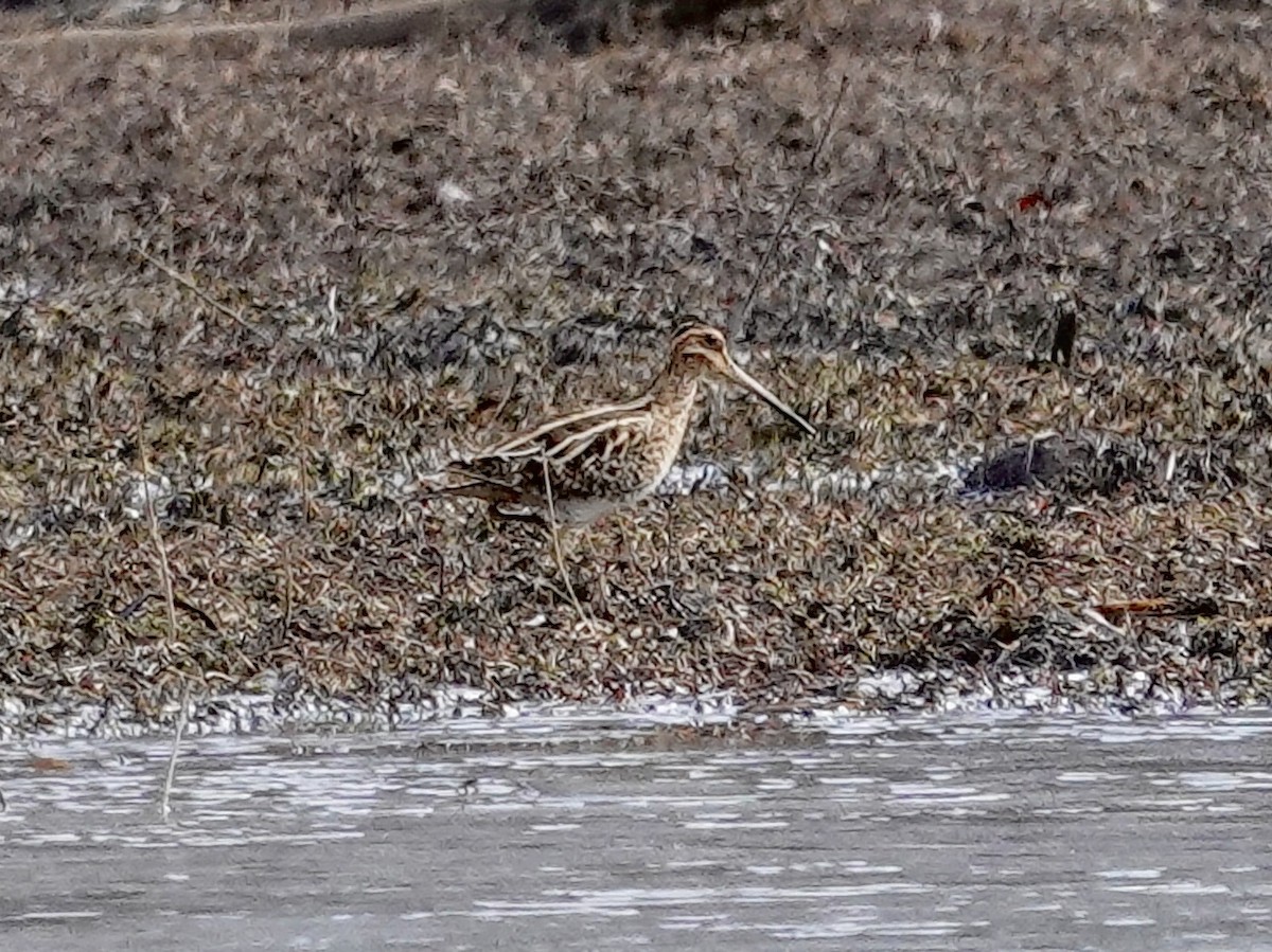 Wilson's Snipe - ML647375592