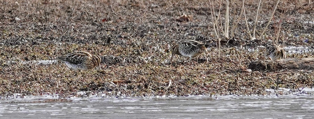 Wilson's Snipe - ML647375593