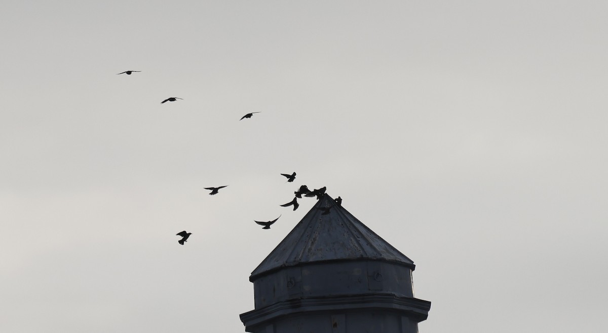 Шпак звичайний - ML647375595