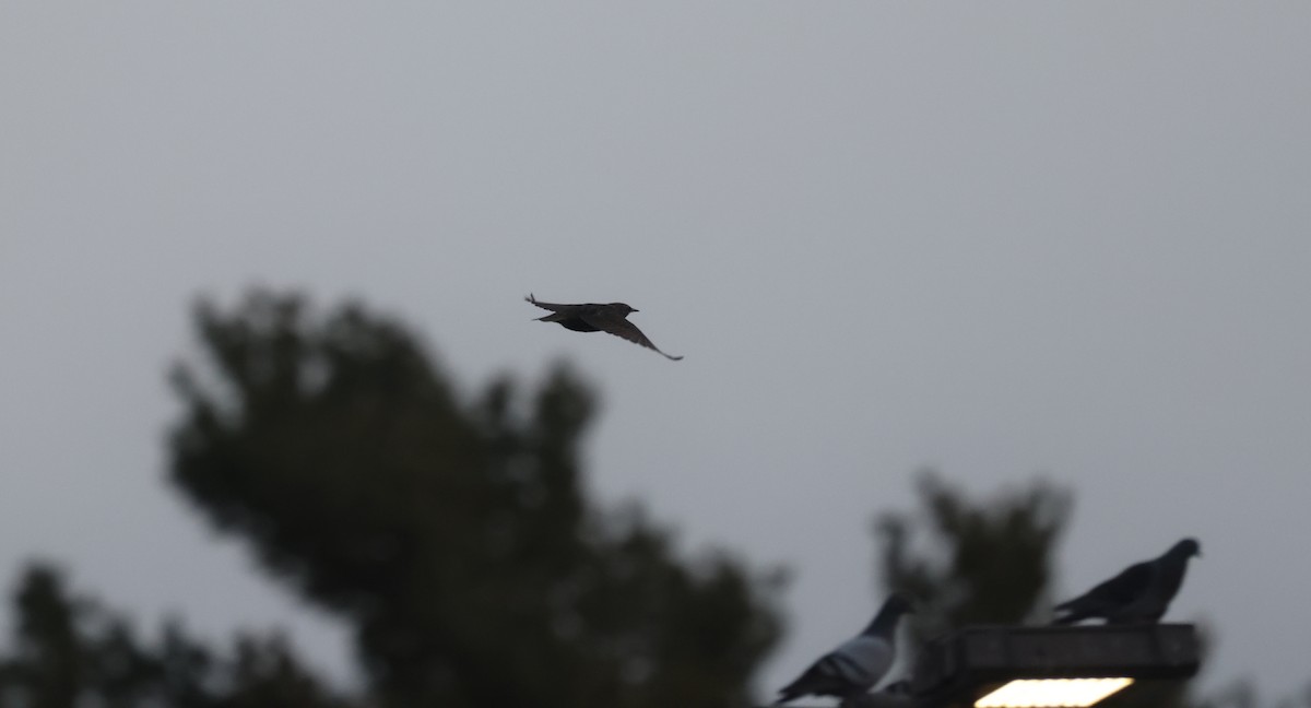 Шпак звичайний - ML647375596