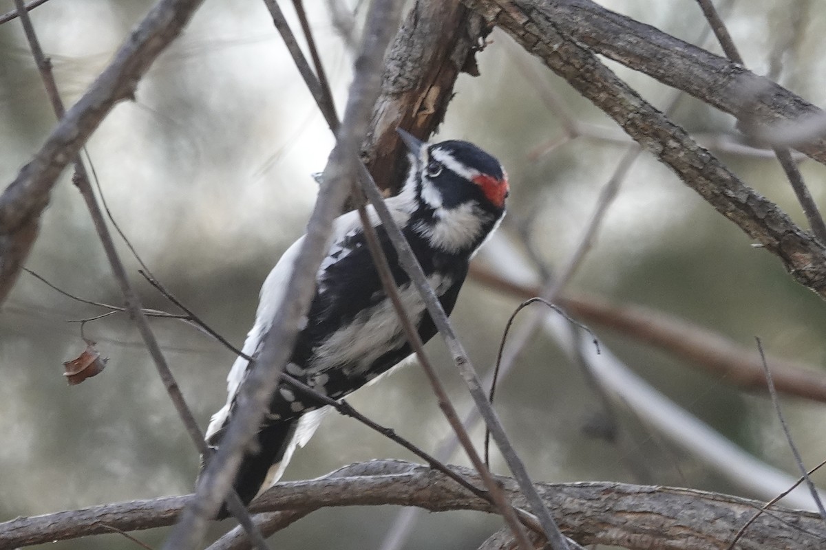 Downy Woodpecker - ML647375613