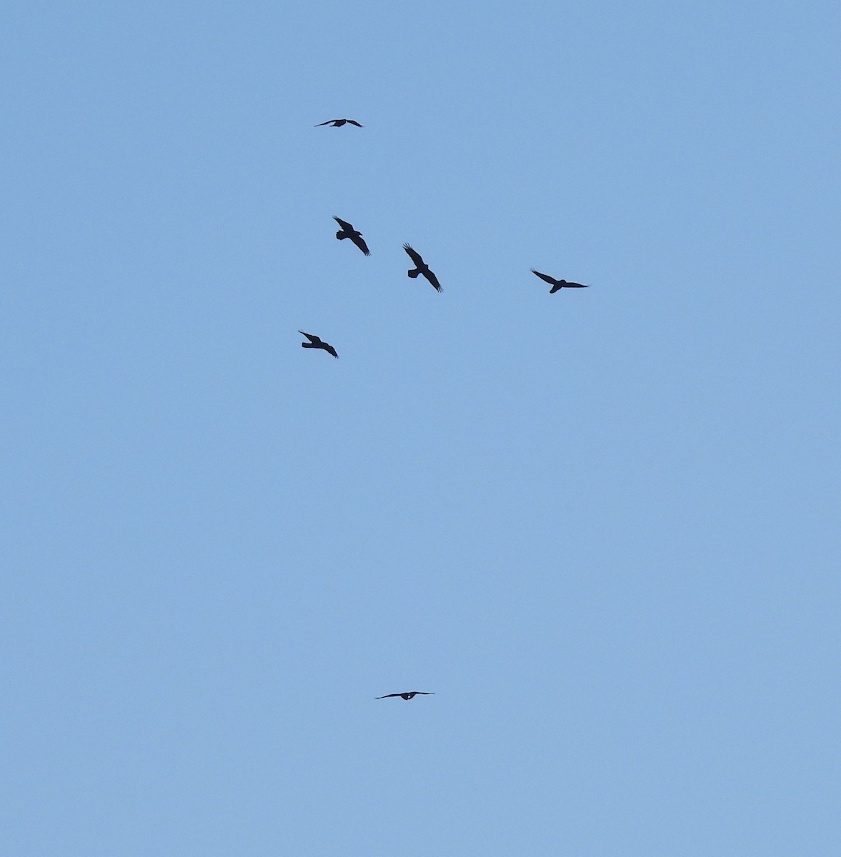 עורב שחור - ML647375614