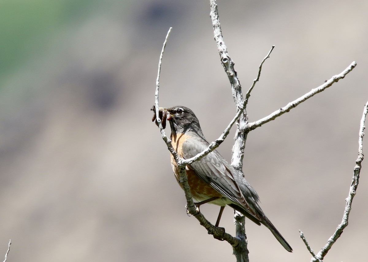 vandretrost - ML647375616