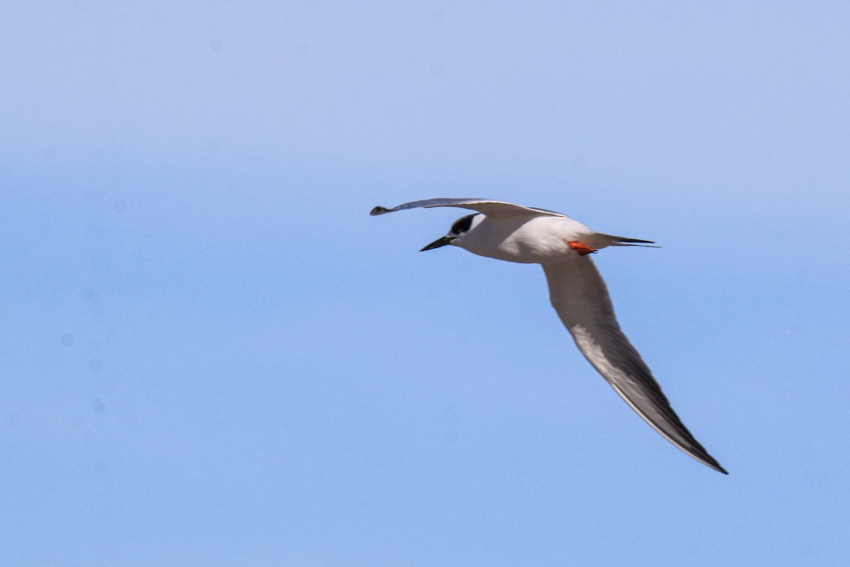 Maskeli Sumru - ML647375620