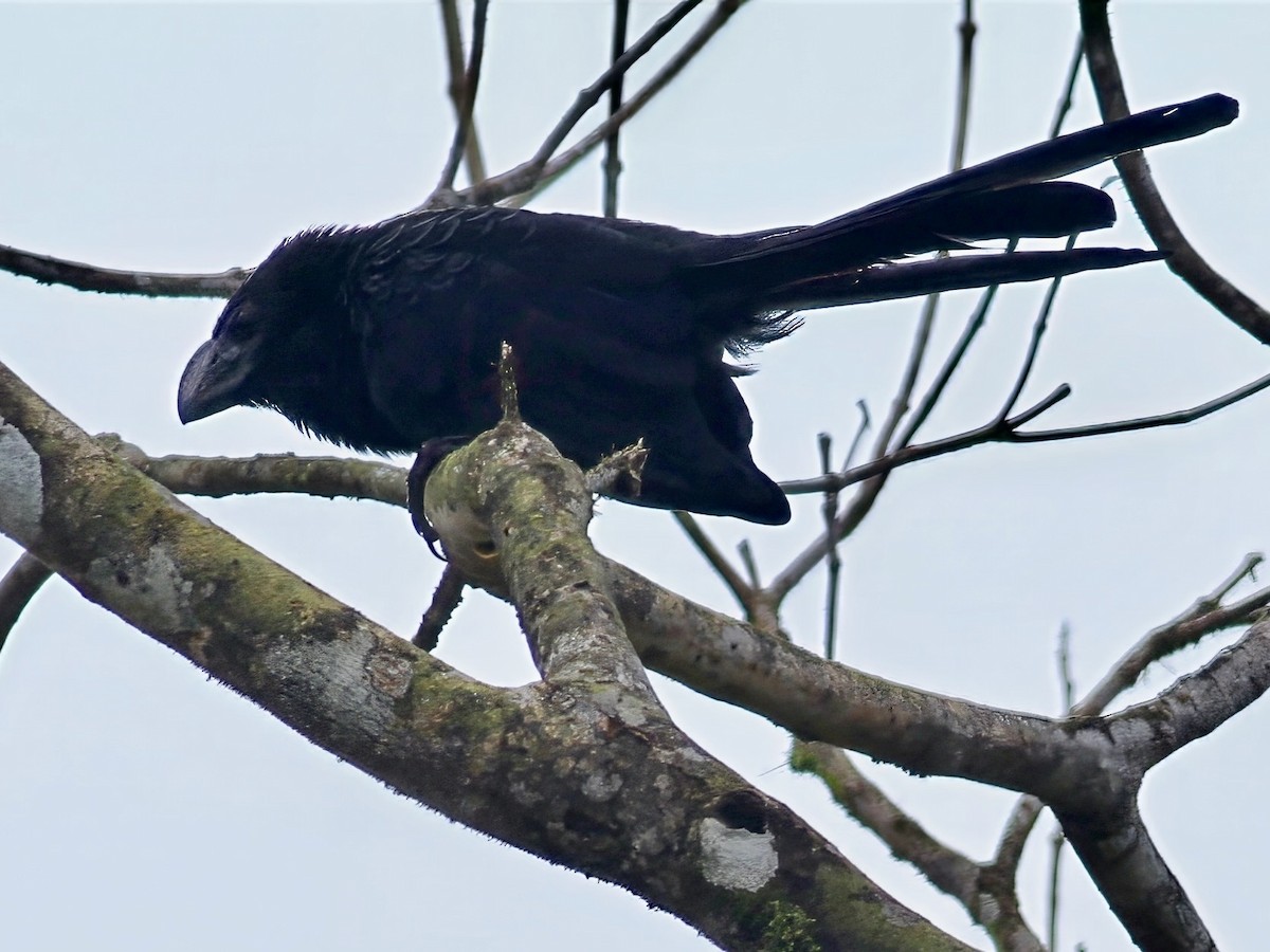 Smooth-billed Ani - ML647375621