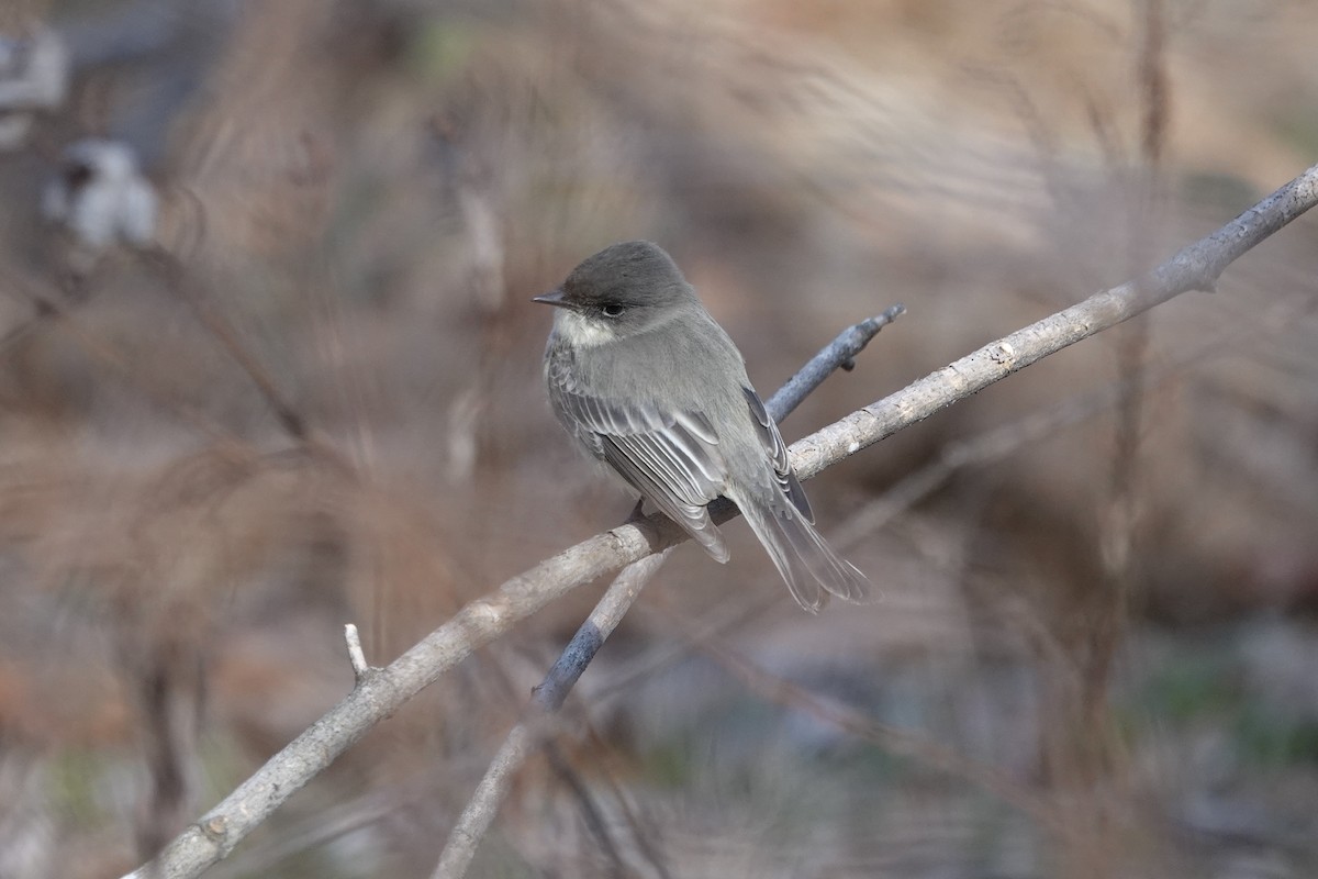 Eastern Phoebe - ML647375626