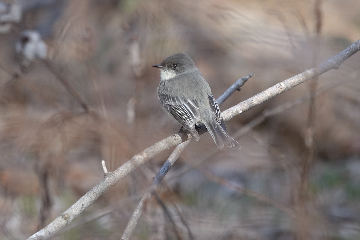 Eastern Phoebe - ML647375627