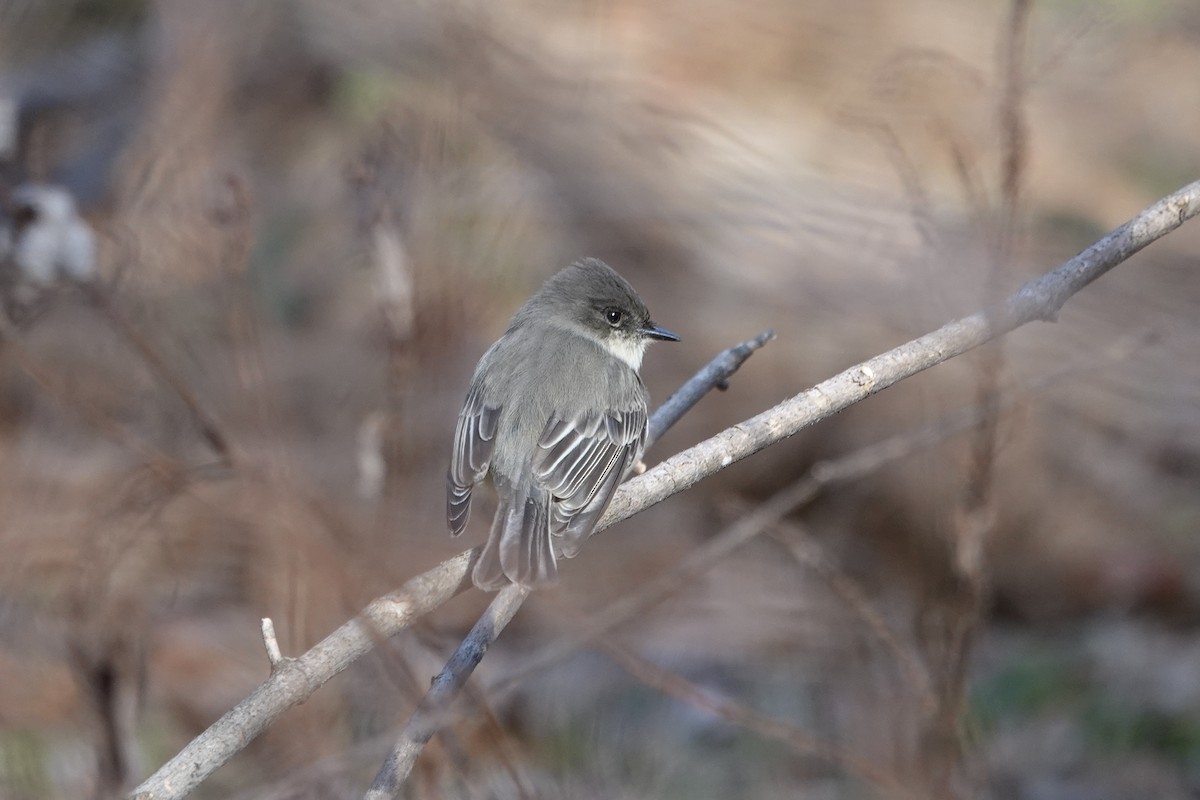 Eastern Phoebe - ML647375629