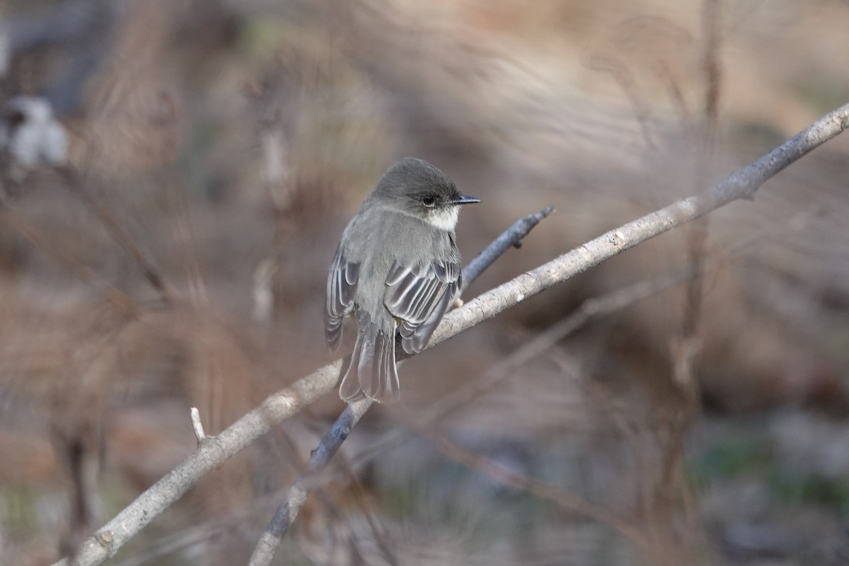 Eastern Phoebe - ML647375630