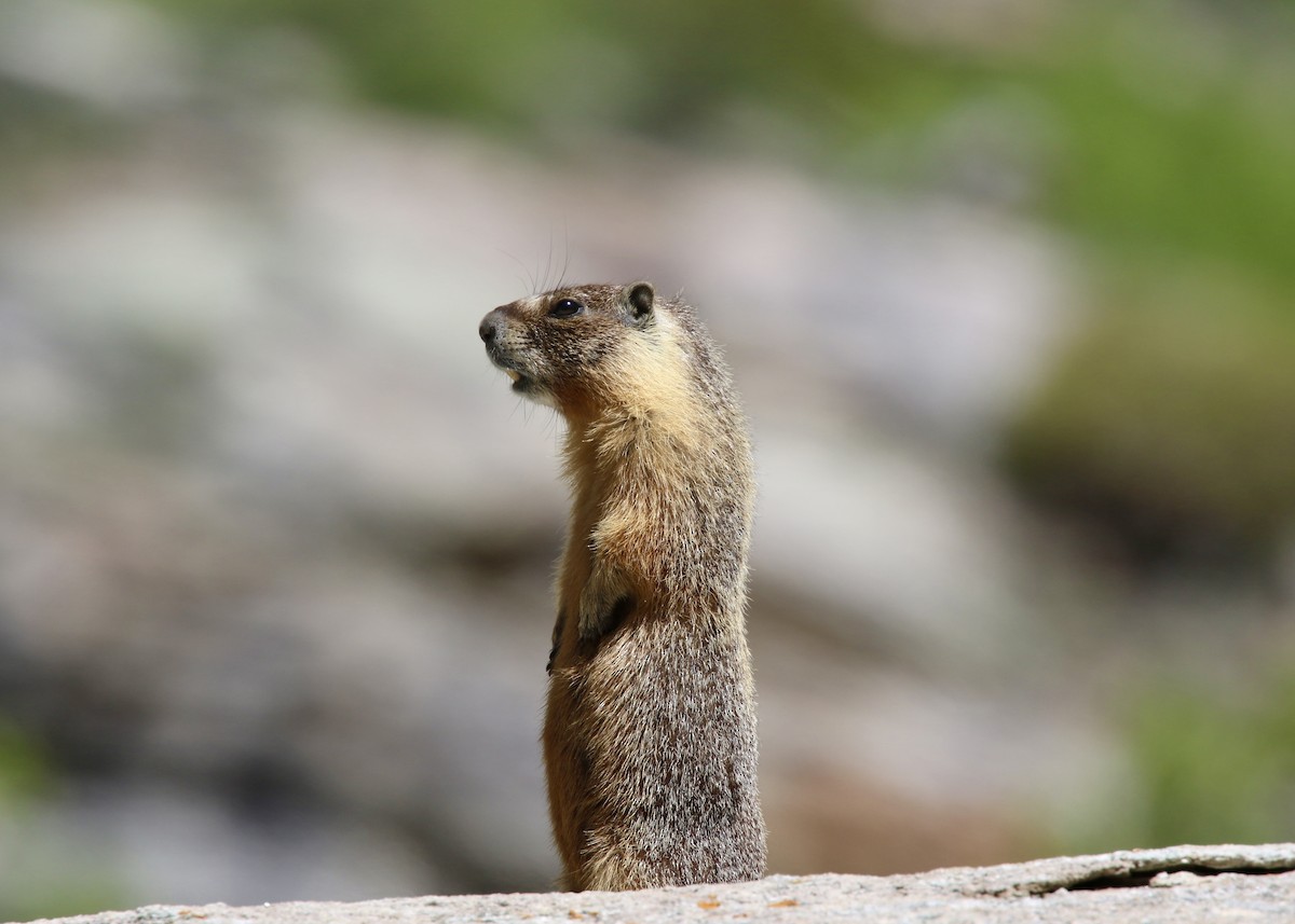 Mammals - ML647375651