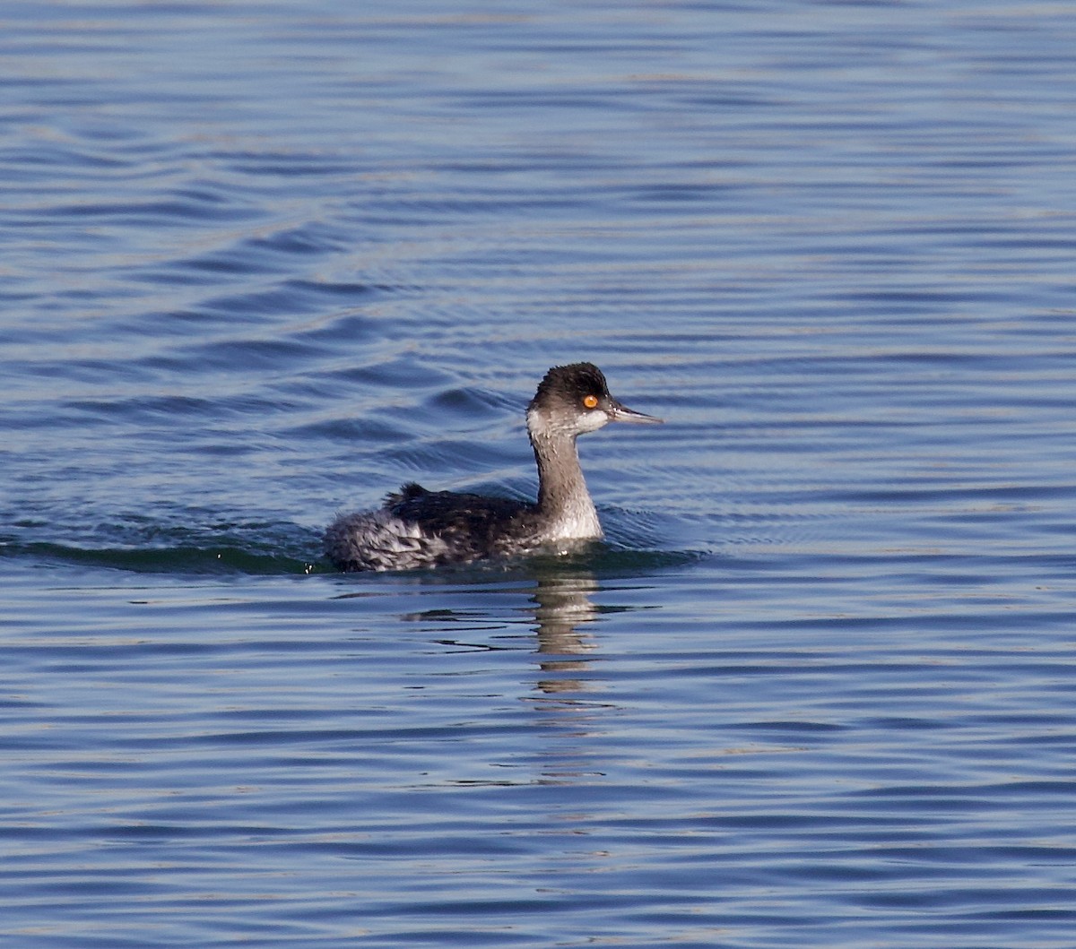黑頸鸊鷉 - ML647375653