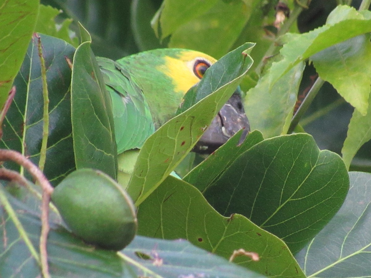 Turquoise-fronted Amazon - ML647375665
