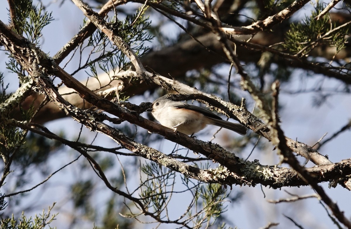Tufted Titmouse - ML647375675