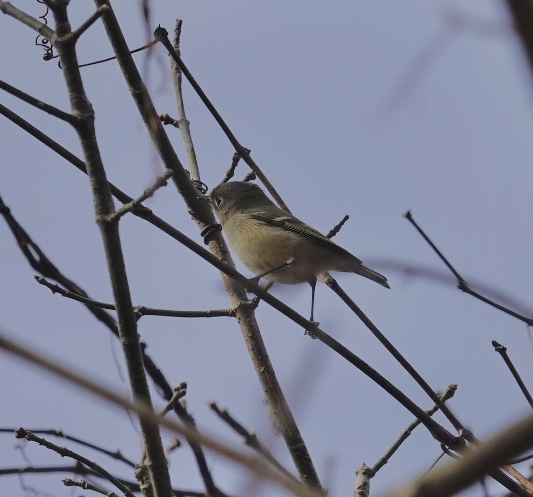 Ruby-crowned Kinglet - ML647375681