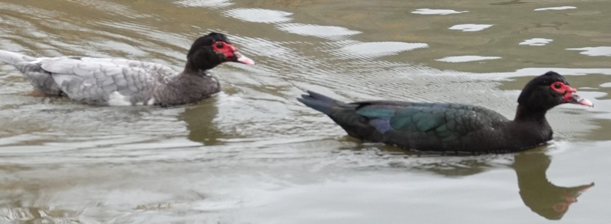 Muscovy Duck (Domestic type) - ML647375685