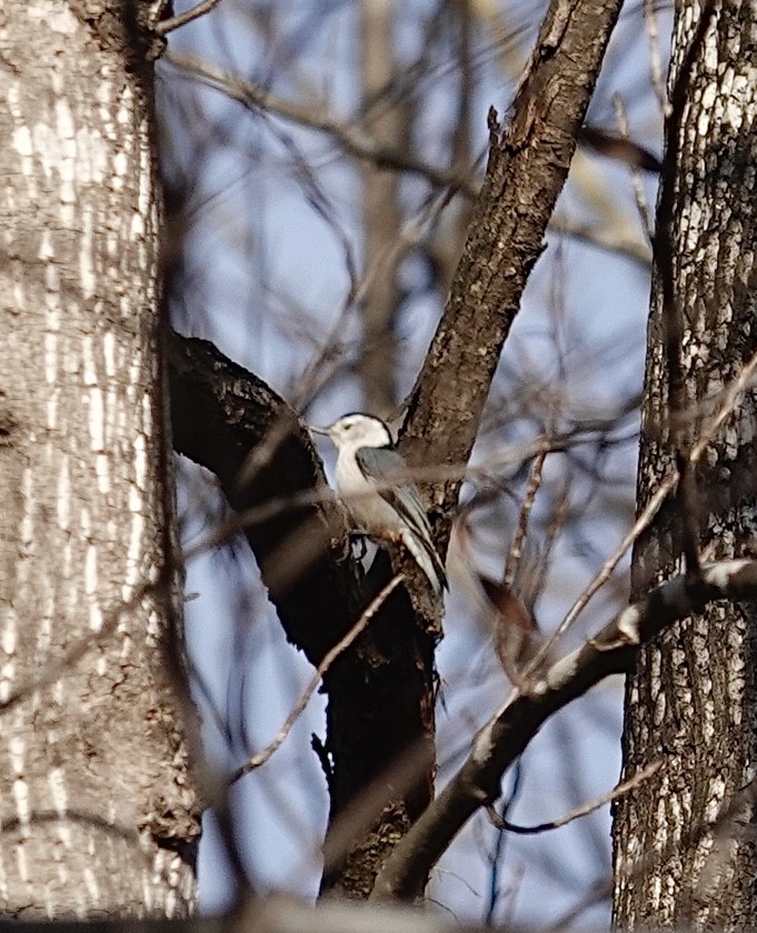 White-breasted Nuthatch - ML647375699
