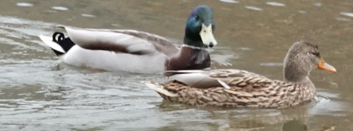 Mallard - ML647375700