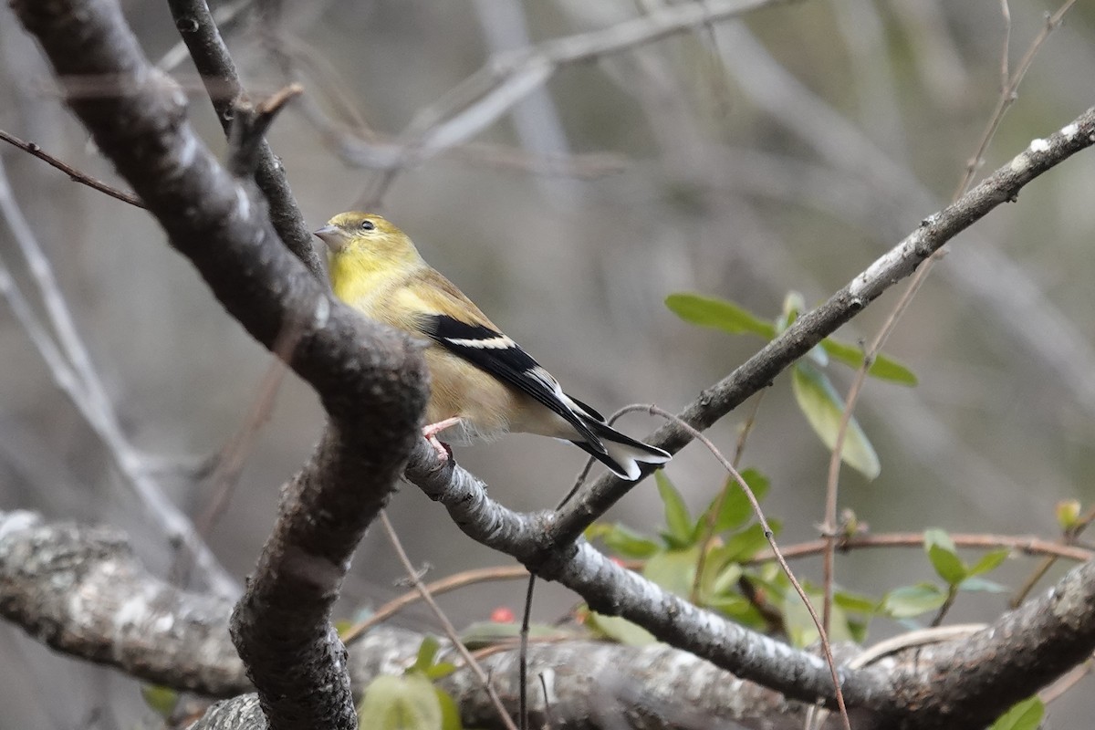 American Goldfinch - ML647375719