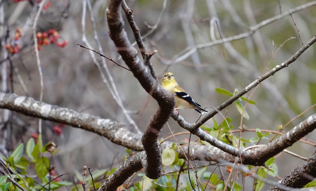 American Goldfinch - ML647375720